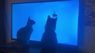 Котики смотрят на муху