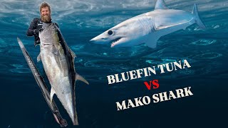 SHOOTING GIANT TUNA FENDING OFF A HUGE MAKO SHARK