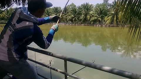 Câu đài Ao Cá Vườn Dừa (Tân  Thành- BRVT) giật mỏi tay - fishing ABC