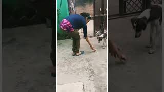 Yrr They To Desserve Love and Care ❤️🐶🐕 Just Feed Them Too  #street #dog @AparnaDevyal #shorts Resimi