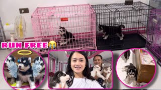 Puppies Moved To Their Cages | Bye NIGHT | Husky Pack TV