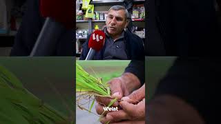 Çima Barana Zêde Ziyan Gihandiye Genim? Bersivê Bizane