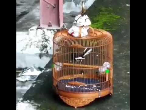 Cách nuôi chim ( chích chòe than ) mau hót và siêng hót