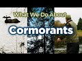 What we do about cormorants