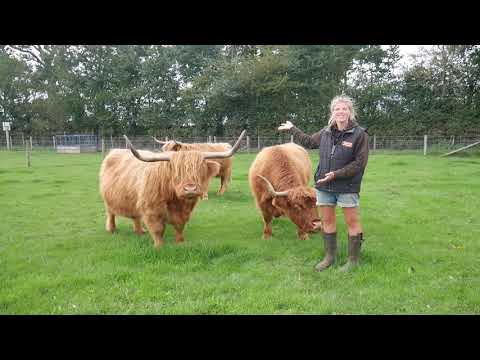 Farmer Talks - Highland Cattle