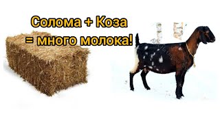 видео: Как кормить козу соломой, чтоб было больше молока. И почему иногда без соломы нельзя! картинка: Как кормить козу соломой, чтоб было больше молока. И почему иногда без соломы нельзя!