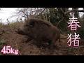 #159　【有害鳥獣駆除】春の猪猟 - Spring wild boar hunting.