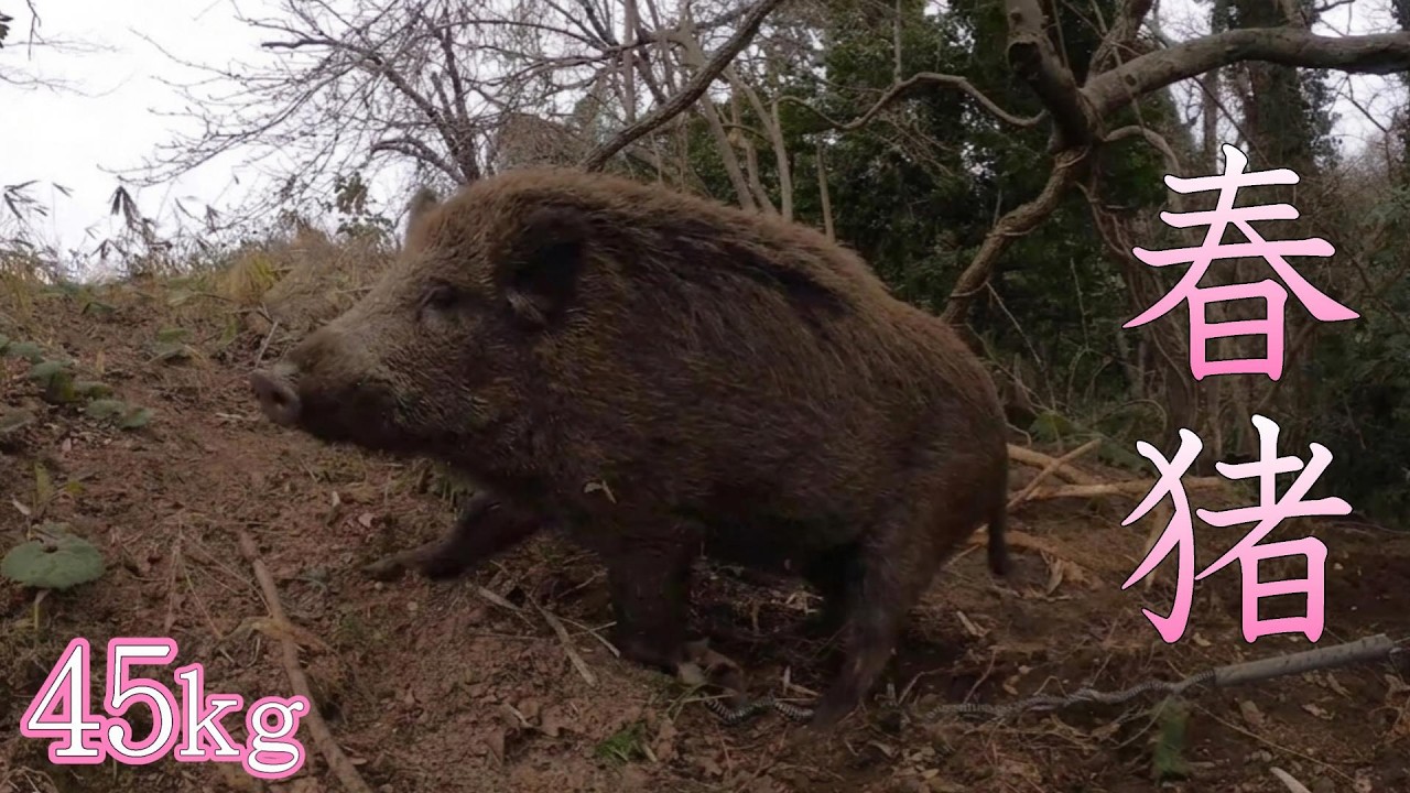 #159　【有害鳥獣駆除】春の猪猟 - Spring wild boar hunting.