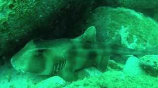 Shark watching - Magic Point, Sth Maroubra, Sydney