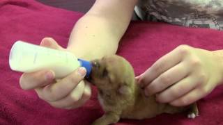 Caring for Neonatal orphaned puppies