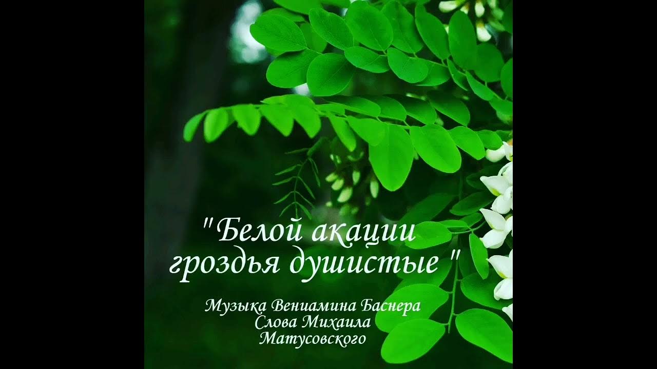 Слушать романс белой акации гроздья. Белой акации гроздья душистые. Романс белой акации гроздья душистые. Белой акации гроздья душистые Сенчина. Разумовский белой акации гроздья душистые.