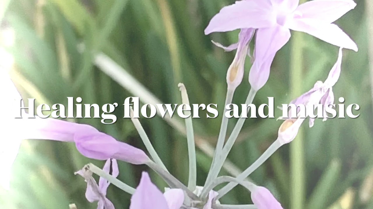 ツルバキアの花言葉 落ち着きある魅力 小さな背信 残り香 癒しの花と音楽 Youtube