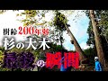 【ついに伐倒】樹齢200年弱の杉の大木...最後の瞬間が凄すぎた...!!|伐倒、そして、4mサイズで断幹...2本まとめて伐ります!【衝撃映像】