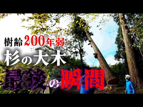 杉の木大木！ hqdefault.jpg
