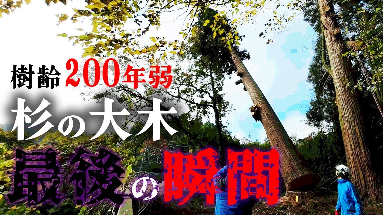 【ついに伐倒】樹齢200年弱の杉の大木...最後の瞬間が凄すぎた...!!｜伐倒、そして、４ｍサイズで断幹...２本まとめて伐ります！【衝撃映像】