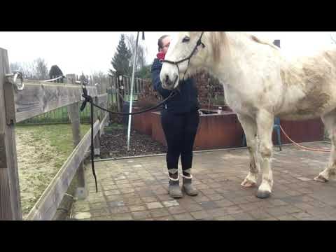 Video: Diarreebehandelingen Bij Paarden