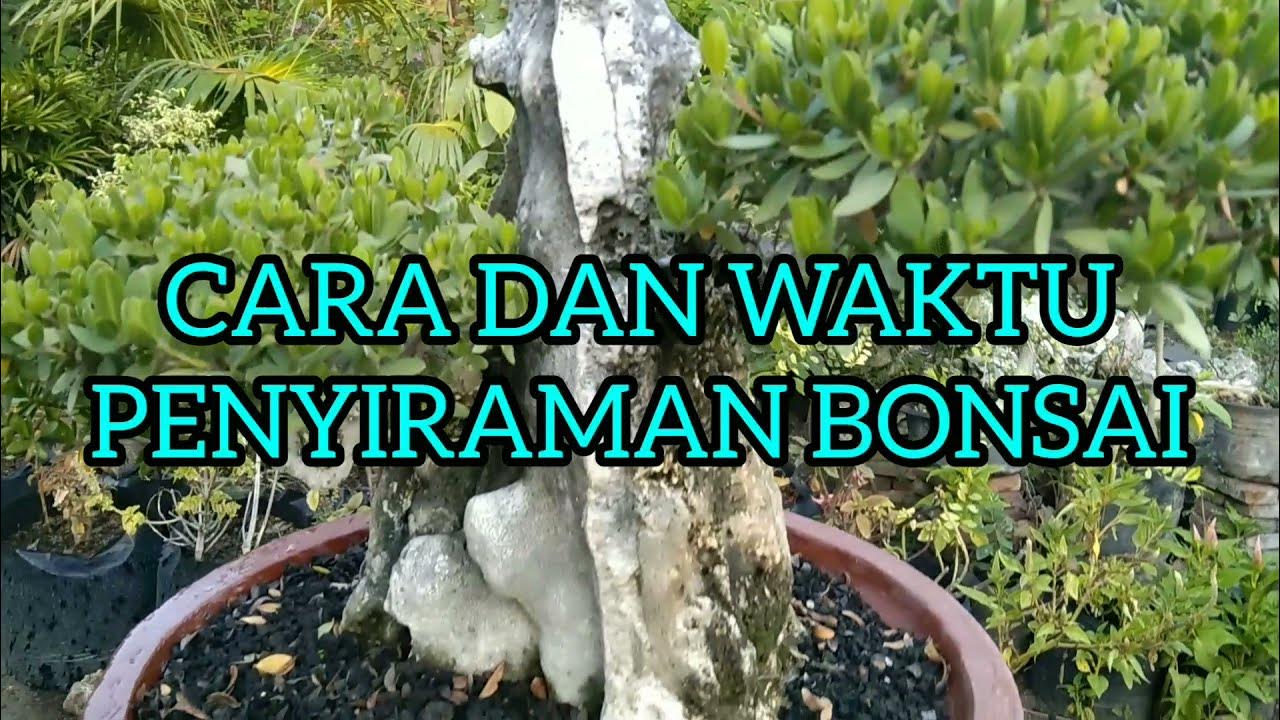 Cara Menyiram Bonsai dengan Benar: Panduan Praktis untuk Pemula Cara Menyiram Bonsai dengan Benar: Panduan Praktis untuk Pemula