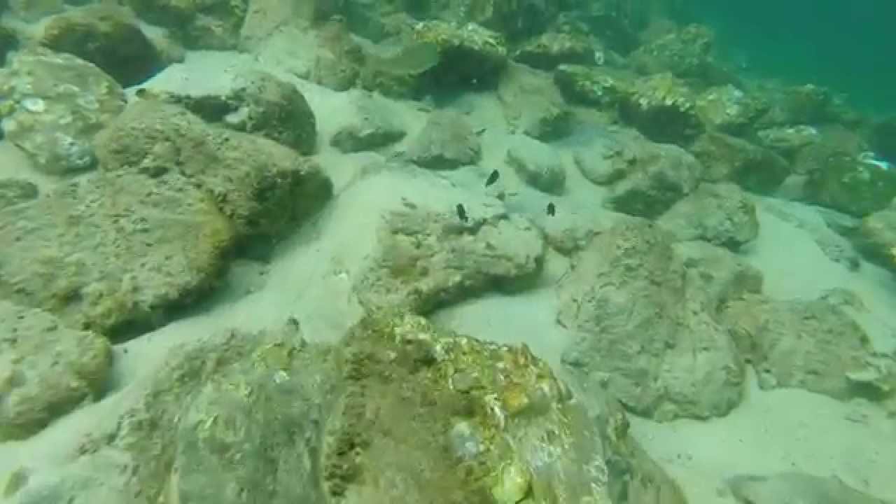 Snorkeling Destin Jetties Aug 2014 YouTube