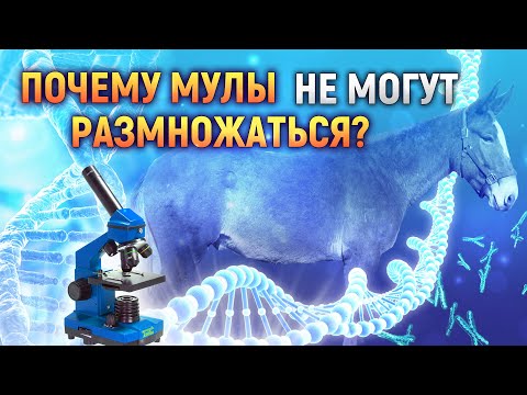 Вот почему мулы не могут размножаться | DeeaFilm