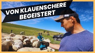 Neue elektrische Klauenschere im Test! Schafböcke kommen in den Klauenstand