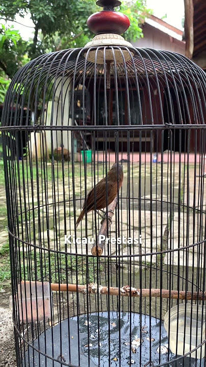 Tembakan tepus kepala abu