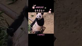 [프린세스와 바오패밀리] 참으로 아름답소🌸 숲속미녀 루이곰쥬님🎀✨#ruibao