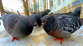 A lot of pigeons surrounded me again and ask for bread by My Little Friend 81 views 4 years ago 3 minutes, 37 seconds