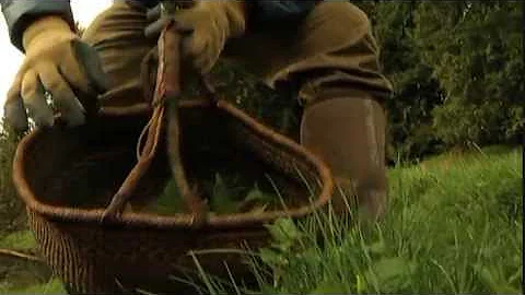 The Benefits of Eating Stinging Nettle - Shaw TV D...