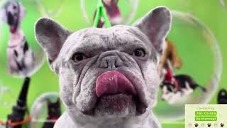 🐶 Mobile Pet Grooming Miami | Dog & Cat Grooming + Anesthesia-Free Pet Dental Cleaning 🐱🚐