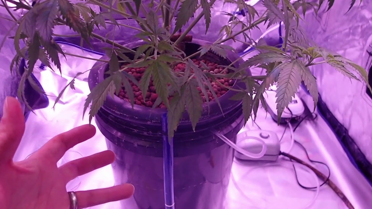 Lemon Zkittle G5 - Massive Growth