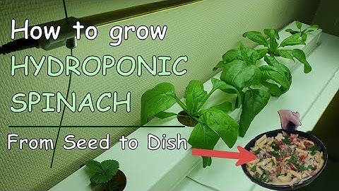 How to Grow Hydroponic Spinach 🌱 | Seed to Harvest + Delicious Recipe!