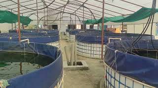 Biofloc fish farming - training starts on 10 and 11, 2079.