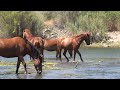 Wild Horses Being Active in Salt River - Mark Storto Nature Clips