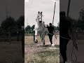 BIG HORSE or Smoll human? 🐴 Credits: @Sumatambo #horselovers #percheron