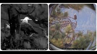 Intense discussions between Shadow and Kaydee; Kaydee's morning visit to the nest  @FOBBVCAM