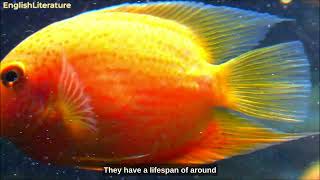 The banded cichlid #fish