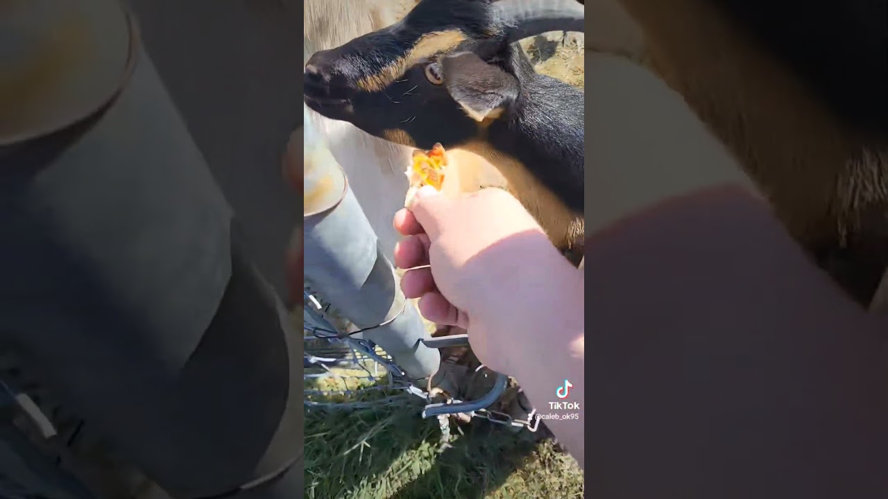 Goats eating some cheese pizza 