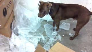Pitbull attacks bubble wrap!