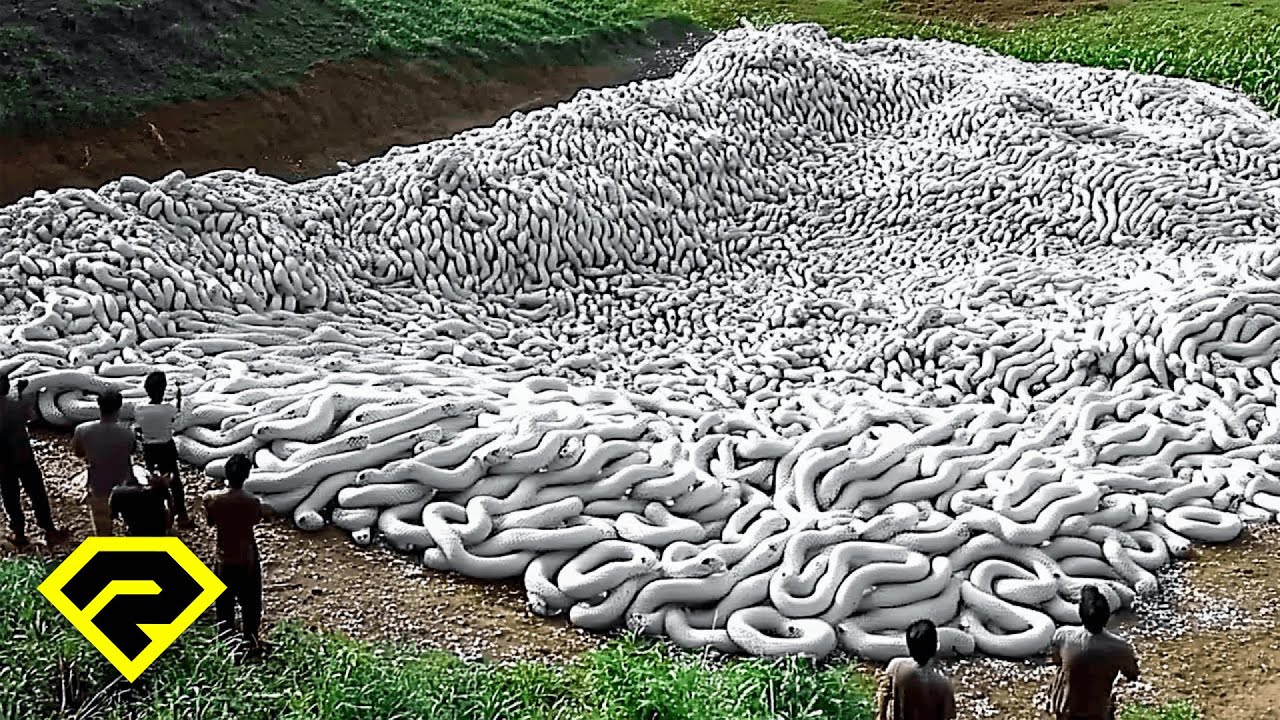 KALAU TAK DIREKAM, TAK ADA YANG PERCAYA! Ini 20 Momen Temuan Ular, BIKIN MERINDING!