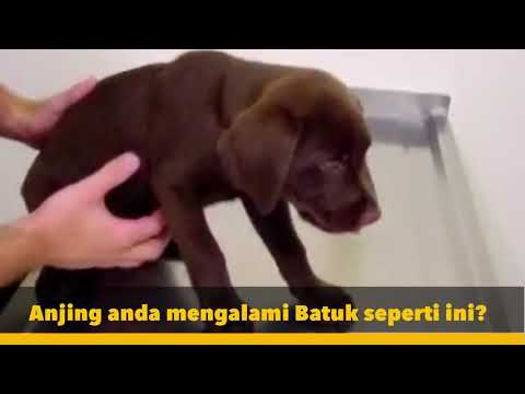 Anjing batuk. Temukan solusinya disini!