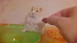 Hamsters War Flashbacks