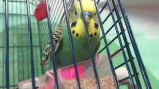 San Francisco - Animal Connection Pet Store with exotic birds