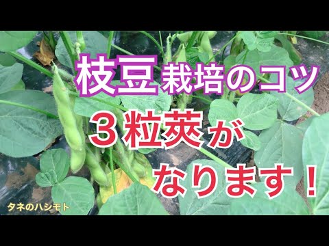 ３粒莢を目指せ 失敗しない枝豆栽培 タネのハシモト Youtube