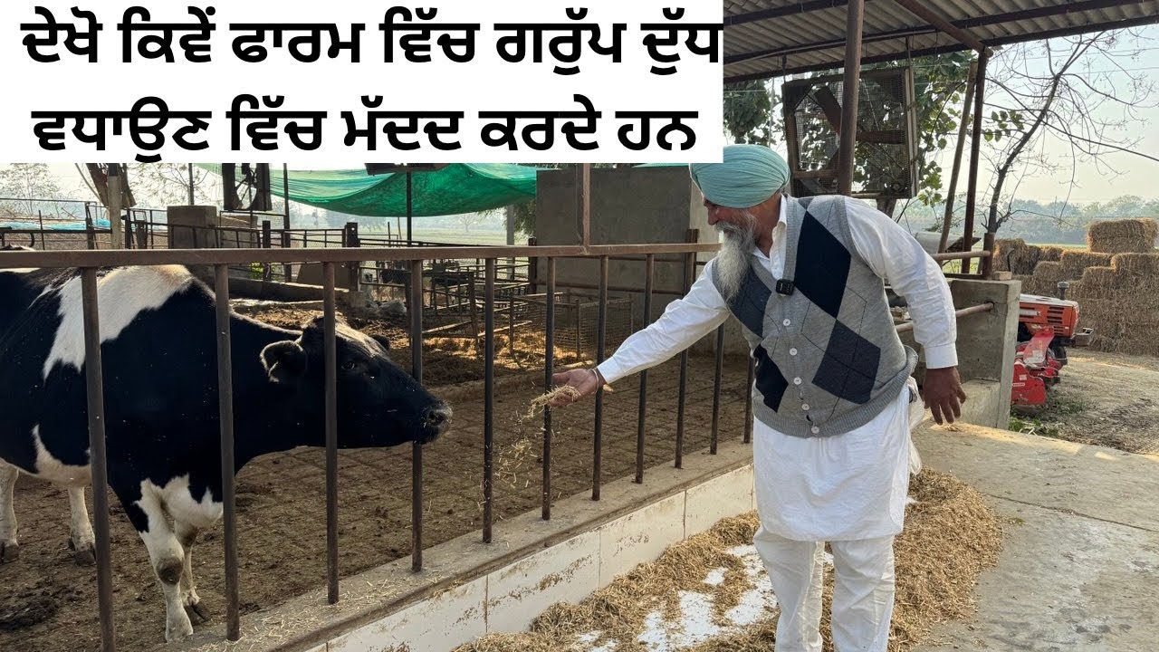 PROPER GROUPING OF YOUR COWS CAN INCREASES MILK & CAN MAINTAIN GOOD HEALTH | AULAKH DAIRY FARM | 