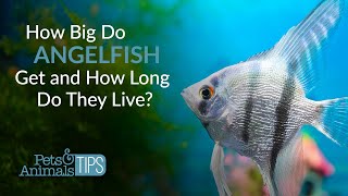 How Big Do Angelfish Get And How Long Do They Live Pets & Animals Tips
