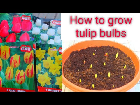 Video: Forzare i bulbi di amarillide in ambienti chiusi - Suggerimenti per forzare i bulbi di amarillide nel terreno