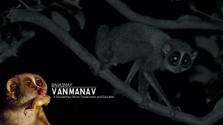 Slender Loris  Rahasmay VanManav