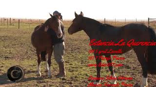 Programa radial: Estancia La Querencia. conduce Silvia Adriana