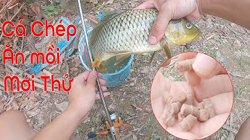 Cần Câu Bút Cân Lancer Lên Được Cá Chép Khủng - Mồi Lancer Khá Là Hiệu Quả.