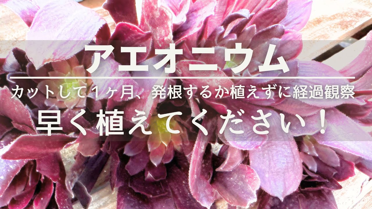 カットした【アエオニウム】急げ！気温が上がる前に植えてください